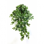 Variegated Ivy Hanging Bush 70cm